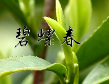 无处不飞翠  碧螺又飘香